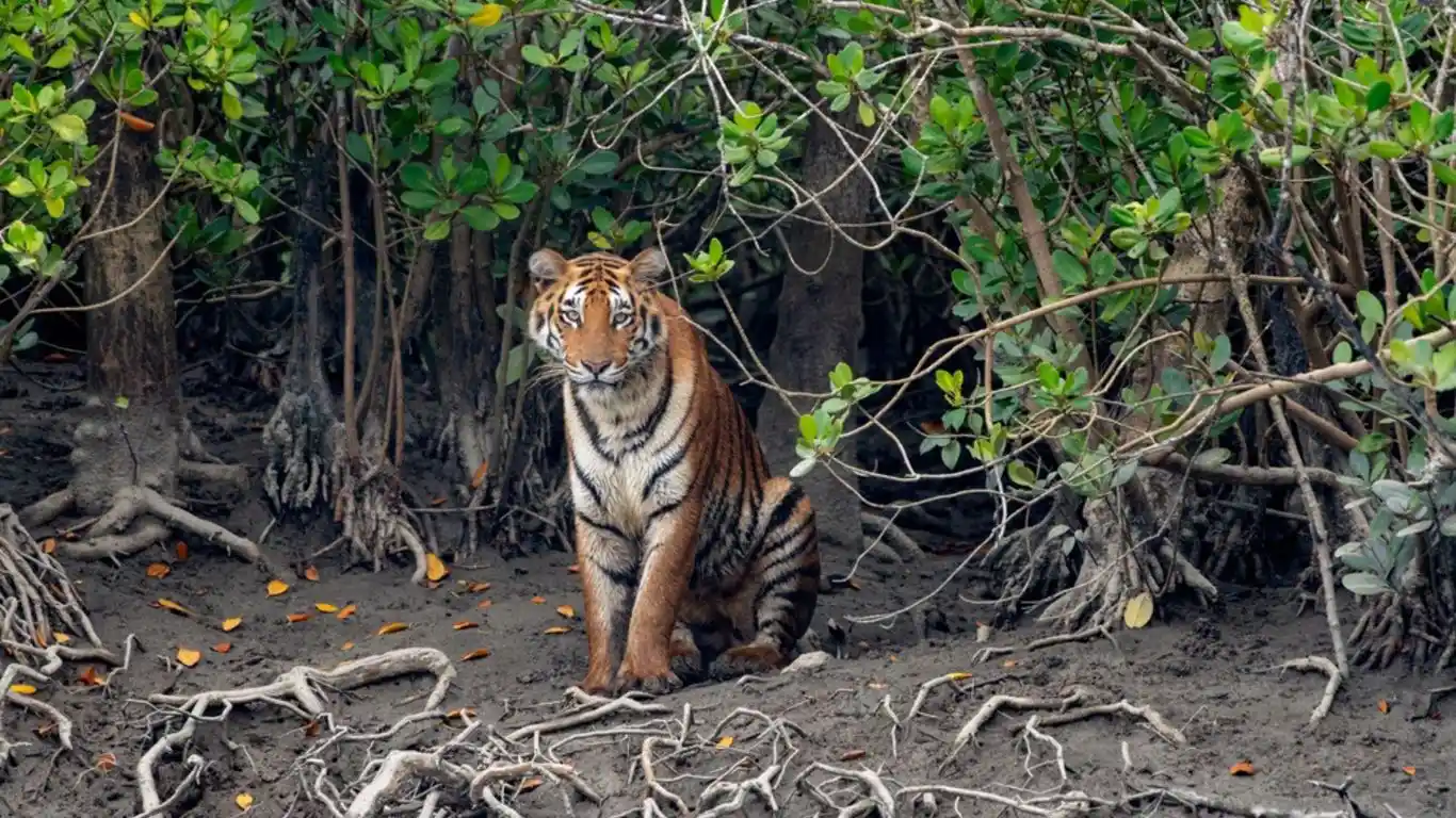 Tiger-Sundarbans-Indian-Culture-astonishingbharat